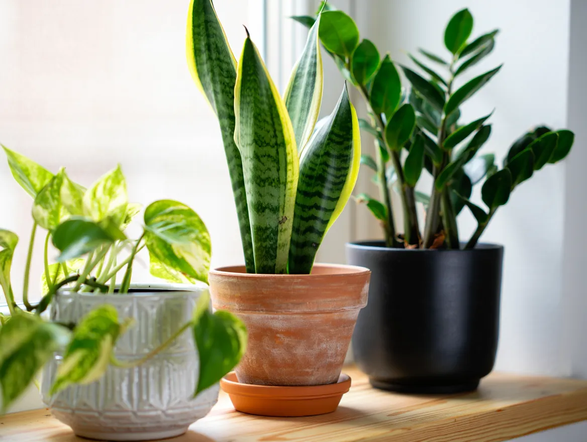 Innendørs planter i potter